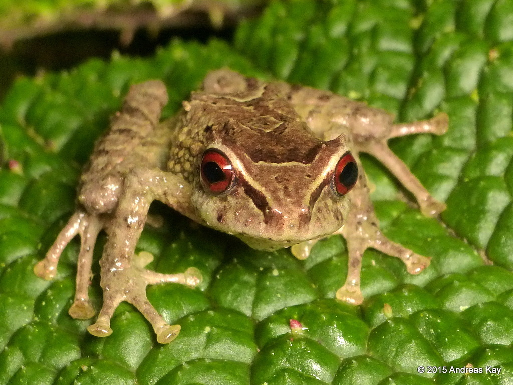 Deville's Robber Frog