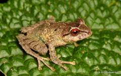 Deville's Robber Frog photo 2