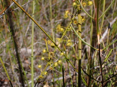 Drosera myriantha