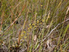 Drosera myriantha