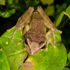 Deville's Robber Frog photo 3