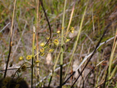 Drosera myriantha