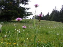 Traunsteinera globosa