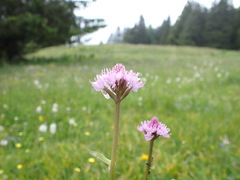 Traunsteinera globosa