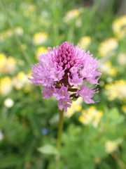 Traunsteinera globosa