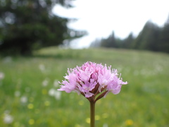 Traunsteinera globosa