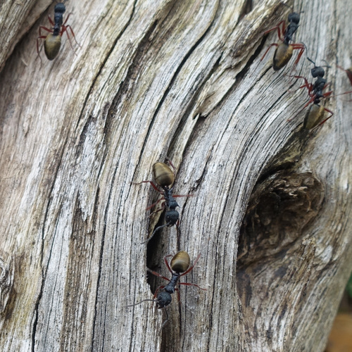 Double-Spined Dolly Ant