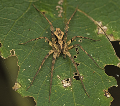 Ornodolomedes benrevelli