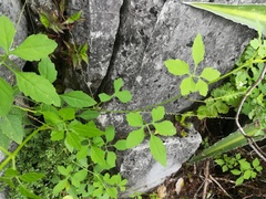 Cyclanthera dissecta