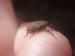 Strongylopterus chathamensis
