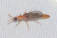 Paraptorthodius mirabilis