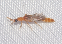 Paraptorthodius mirabilis