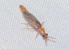 Paraptorthodius mirabilis