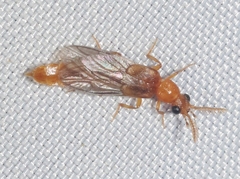 Paraptorthodius mirabilis