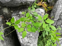 Cyclanthera dissecta