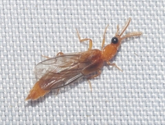 Paraptorthodius mirabilis