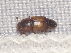 Carpophilus nepos