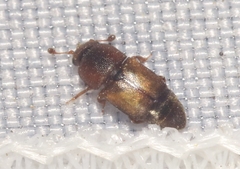 Carpophilus nepos