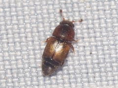 Carpophilus nepos