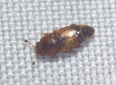 Carpophilus nepos