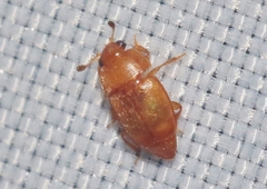 Epuraea luteola