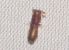 Euplatypus compositus