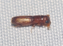 Euplatypus compositus