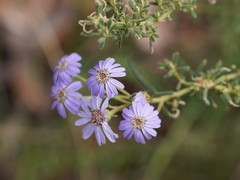 Olearia asterotricha asterotricha