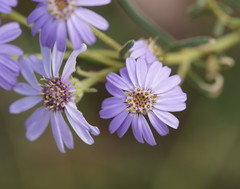 Olearia asterotricha asterotricha