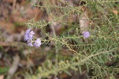 Olearia asterotricha asterotricha