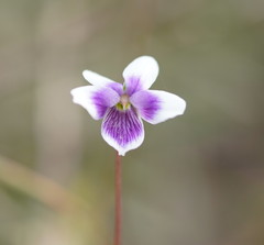 Viola eminens