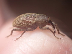 Strongylopterus chathamensis