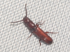 Taphroscelidia linearis