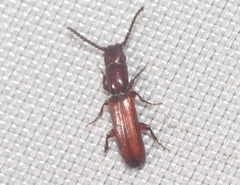 Taphroscelidia linearis
