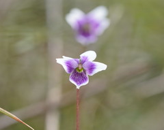 Viola eminens
