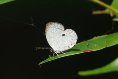 Neopithecops zalmora