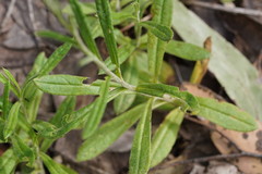 Olearia asterotricha asterotricha