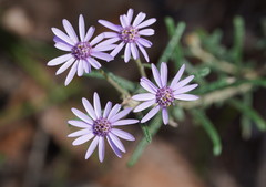 Olearia asterotricha asterotricha