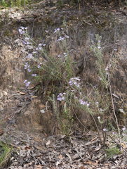 Olearia asterotricha asterotricha
