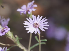 Olearia asterotricha asterotricha