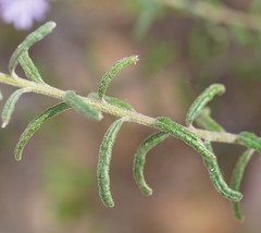 Olearia asterotricha asterotricha