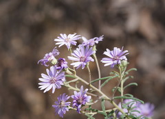 Olearia asterotricha asterotricha