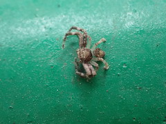 Strigoplus guizhouensis