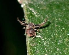 Pycnaxis