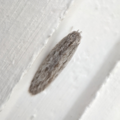 Agriophara cinderella