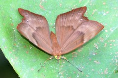 Abisara echerius