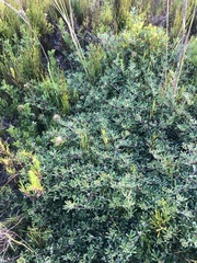 Indigofera bisacculata