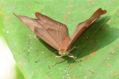 Abisara echerius
