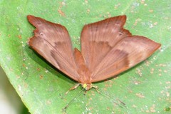 Abisara echerius