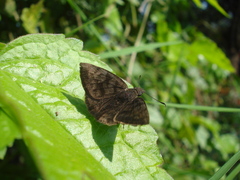 Pellicia dimidiata dimidiata